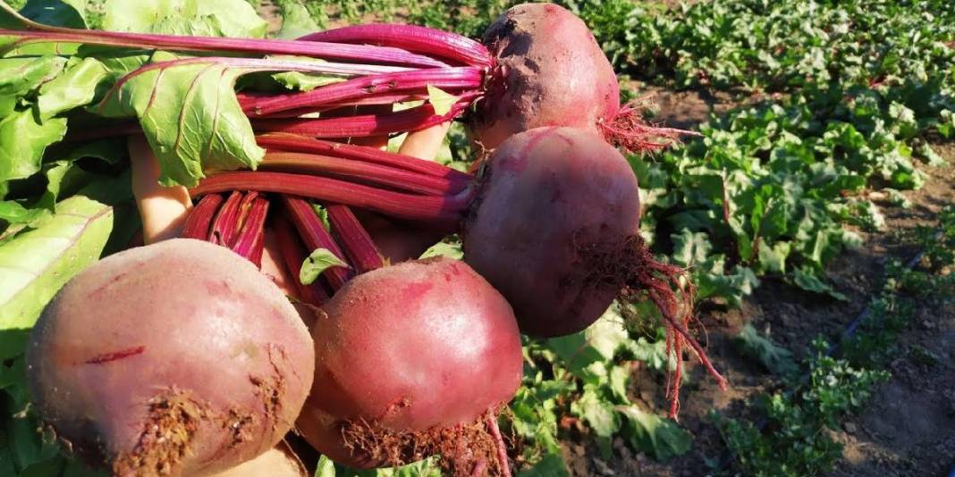 Fiyatı uygun, faydası büyük! Yıl boyunca tezgahları süslüyor: Kilosu sadece 40 TL’ye satılıyor 4